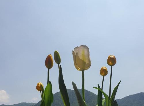 B&B Tulipano in Crone