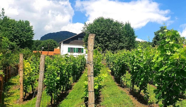 Haus mitten in den Weinbergen - Haus 44. Frühstücksservice möglich! in Liběšice