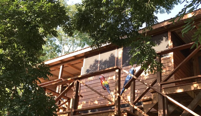 Red Parrot - new famous house within the nature in Blackman Eddy Village