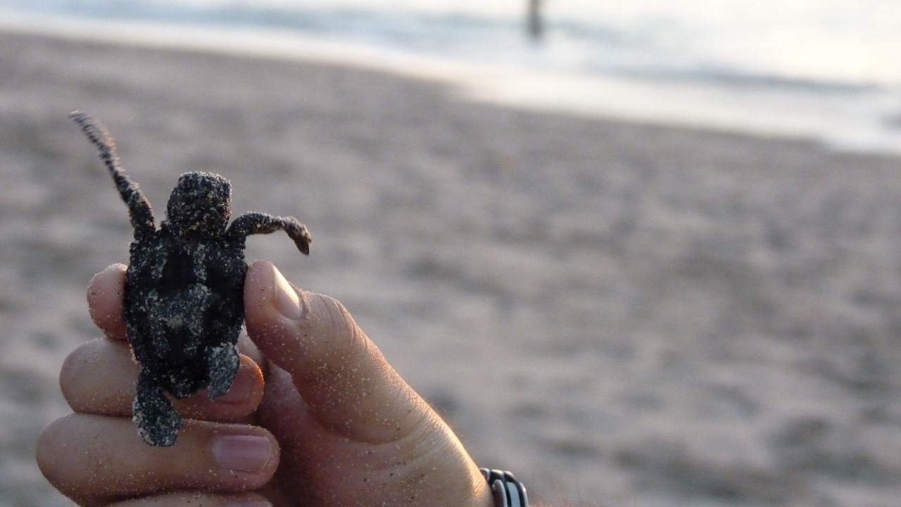 Photo of Others in Punta de Mita