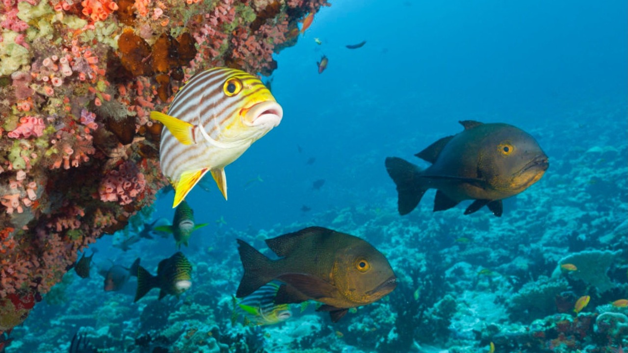 Photo of Others in Orient Bay