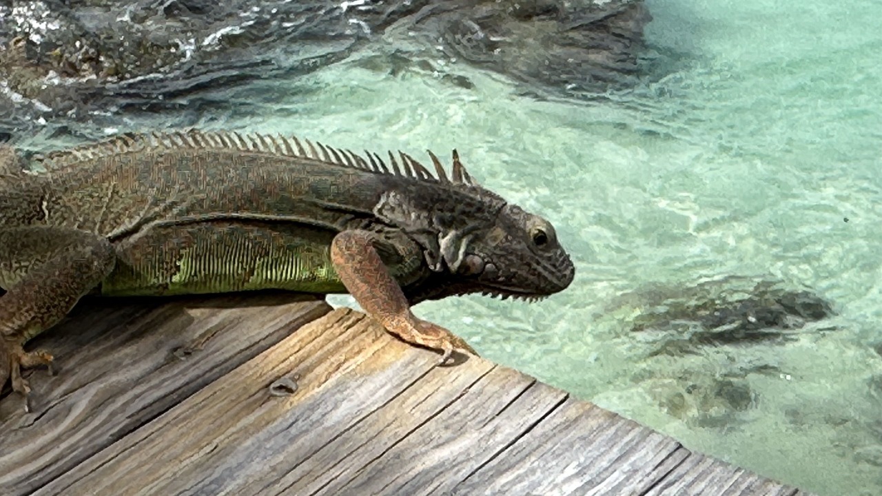 Photo of Others in Grand Case